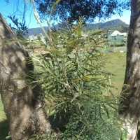 Acacia melanoxylon R.Br.